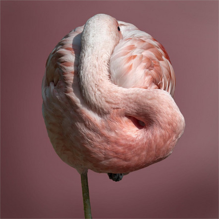 Kennerknecht Roland - BSW Fotogruppe Würzburg - Flamingo - Annahme